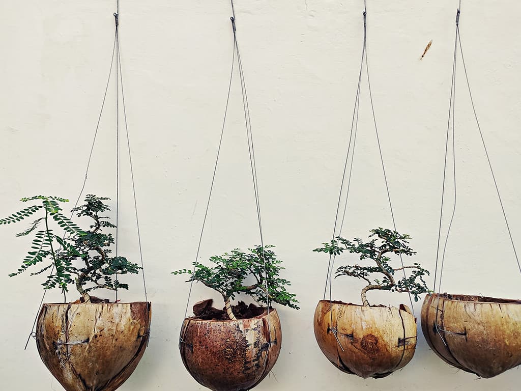 Coconut Shell Hanging Planters