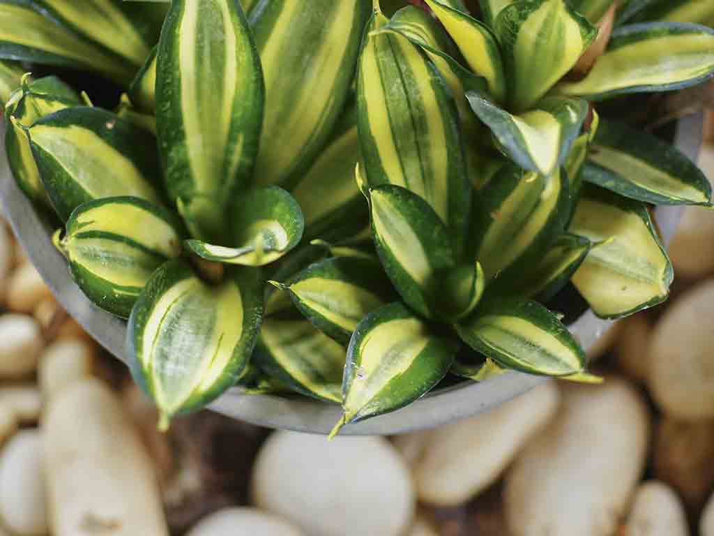 Printable checklist with all times listed above