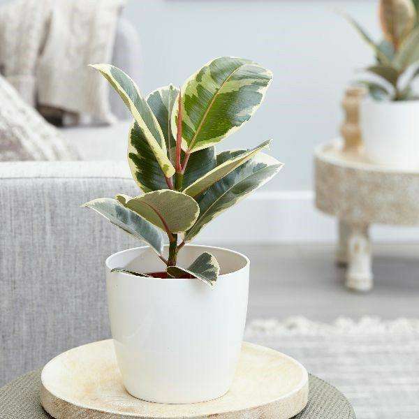 Greenery and Botanicals - Rubber Plant