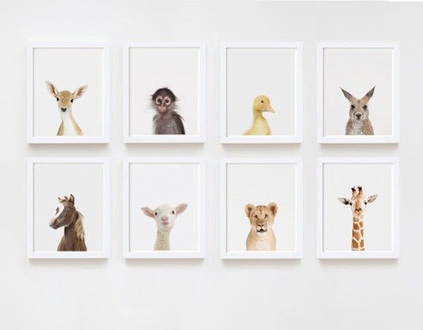 Framed Animal Pictures